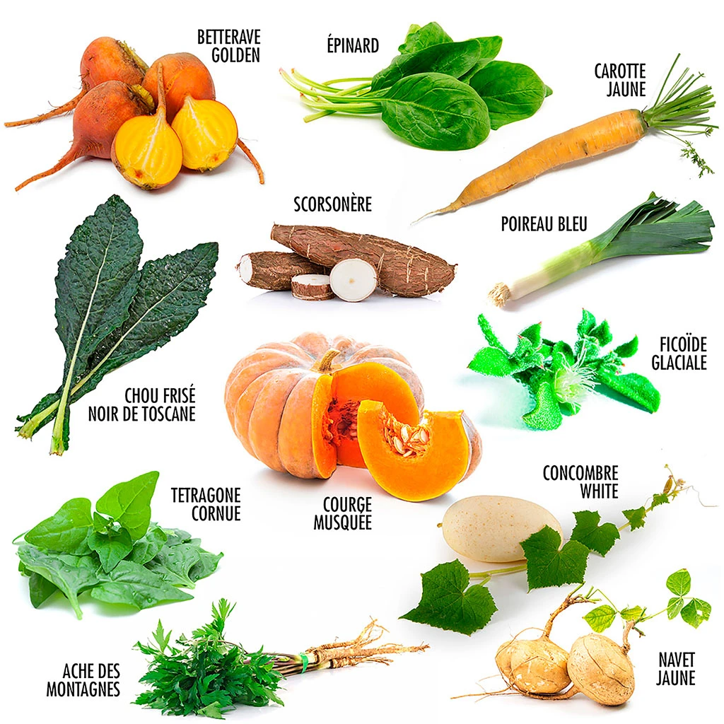 Radis Et Capucine Coffret 12 Sachets De Légumes Insolites 7 Radis Et Capucine Coffret 12 Sachets De Légumes Insolites – Image 7
