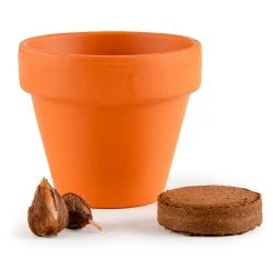 Radis Et Capucine Mini Kit D6cm Terre Cuite Trèfle 4 Feuilles -SEMA DESIGN Boutique 621641 FRN05 WEB