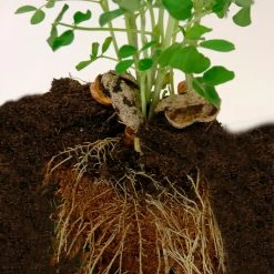 Radis Et Capucine Pot D8cm Avec Coupelle Cacahuète -SEMA DESIGN Boutique 621644 FRN06 WEB