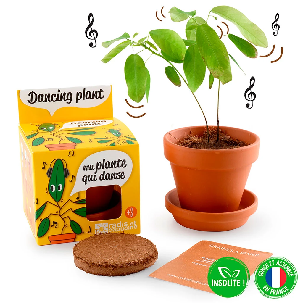 Radis Et Capucine Pot D8cm Avec Coupelle Plante Qui Danse 4 Radis Et Capucine Pot D8cm Avec Coupelle Plante Qui Danse – Image 4