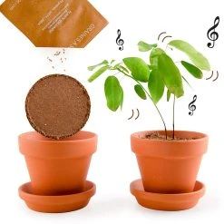 Radis Et Capucine Pot D8cm Avec Coupelle Plante Qui Danse 10 Radis Et Capucine Pot D8cm Avec Coupelle Plante Qui Danse -SEMA DESIGN Boutique 621645 FRN04 WEB