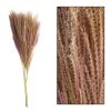 Dijk Miscanthus Naturel 10pc Naturel
