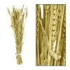Dijk Branche Triticum Dore 70x10x5cm