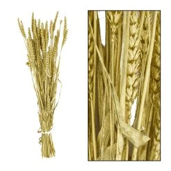 Dijk Branche Triticum Dore 70x10x5cm
