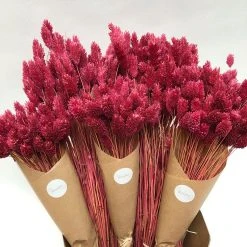 Brindici Bouquet Favière Bordeaux D11xh50cm