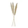 SEMA DESIGN Fleur Pampas Beige H75cm Vegetal X6 Tiges