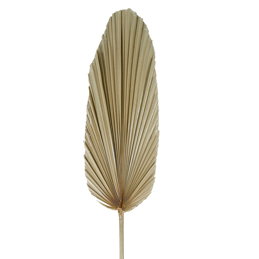 SEMA DESIGN Branchage Palmier Naturel 20xh100cm Feuille De Palmier 2 SEMA DESIGN Branchage Palmier Naturel 20xh100cm Feuille De Palmier – Image 2